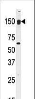 IHC-plus™ CLASP2 Antibody (aa946-975)