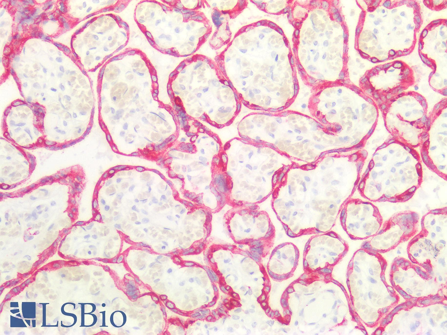 PathPlus™ Cytokeratin 8+18 Antibody (clone B22.1 & B23.1)