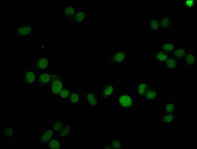 Polyclonal Rabbit anti-Human HIST1H4I Antibody (IHC, IF)