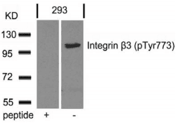 ITGB3 / Integrin Beta 3 / CD61 Antibody