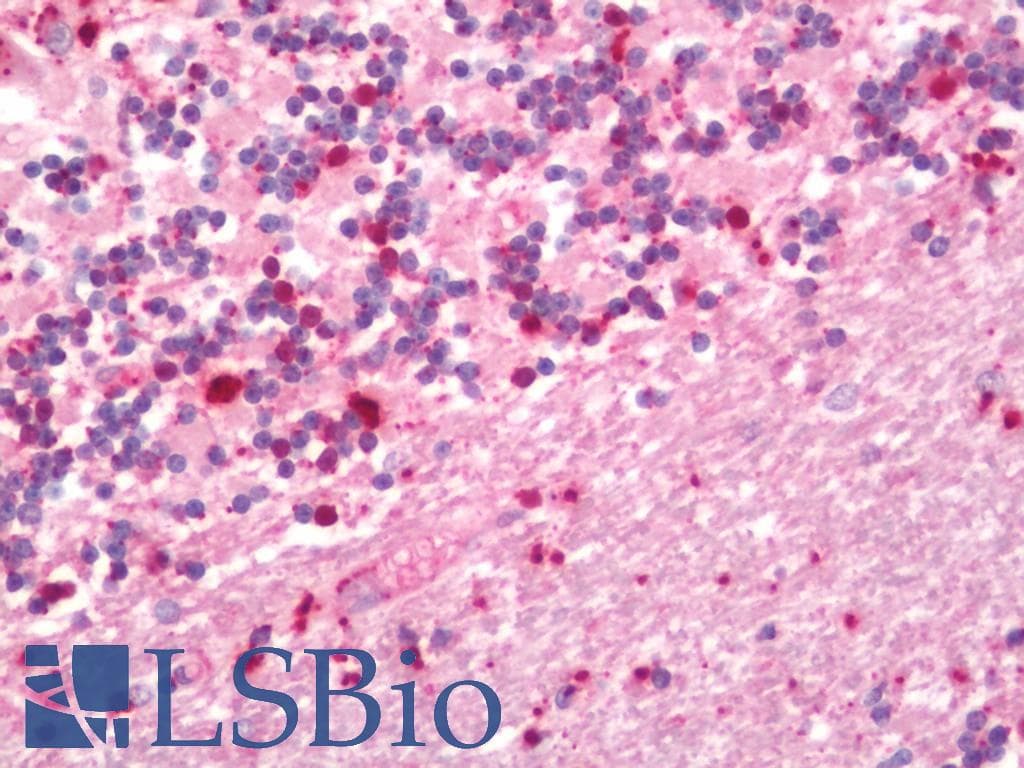 VEGFD Antibody (FITC)
