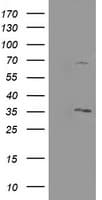 PROSC Antibody (clone OTI3A6, Carrier-free)