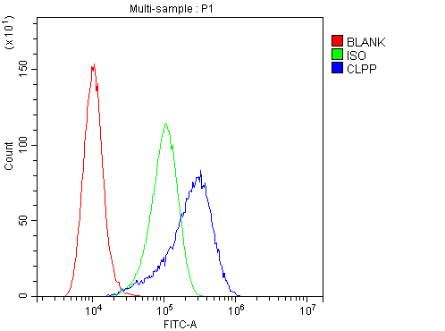 CLPP Antibody