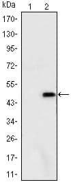 ATXN1 / SCA1 Antibody (clone 2F5)