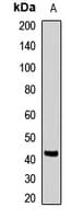 Polyclonal Rabbit anti-Human LHX8 Antibody (IF, WB)