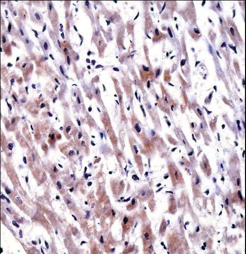 EGLN3 / PHD3 Antibody (aa203-231)