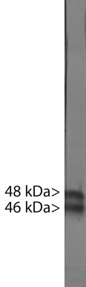 RBFOX3 / NEUN Antibody (clone 1B7)