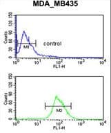 NRP1 / Neuropilin 1 Antibody (aa722-750)