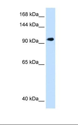 SEC63 Antibody (aa651-700)