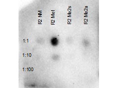 Polyclonal Rabbit anti-Human HIST3H3 Antibody (Me-Arg2, WB)
