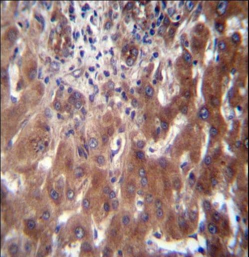 Polyclonal Rabbit anti-Human SCLT1 Antibody (aa577-605, IHC, WB)