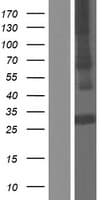 Adiponectin Protein (Over-Expression Lysate Myc-DDK (Flag))