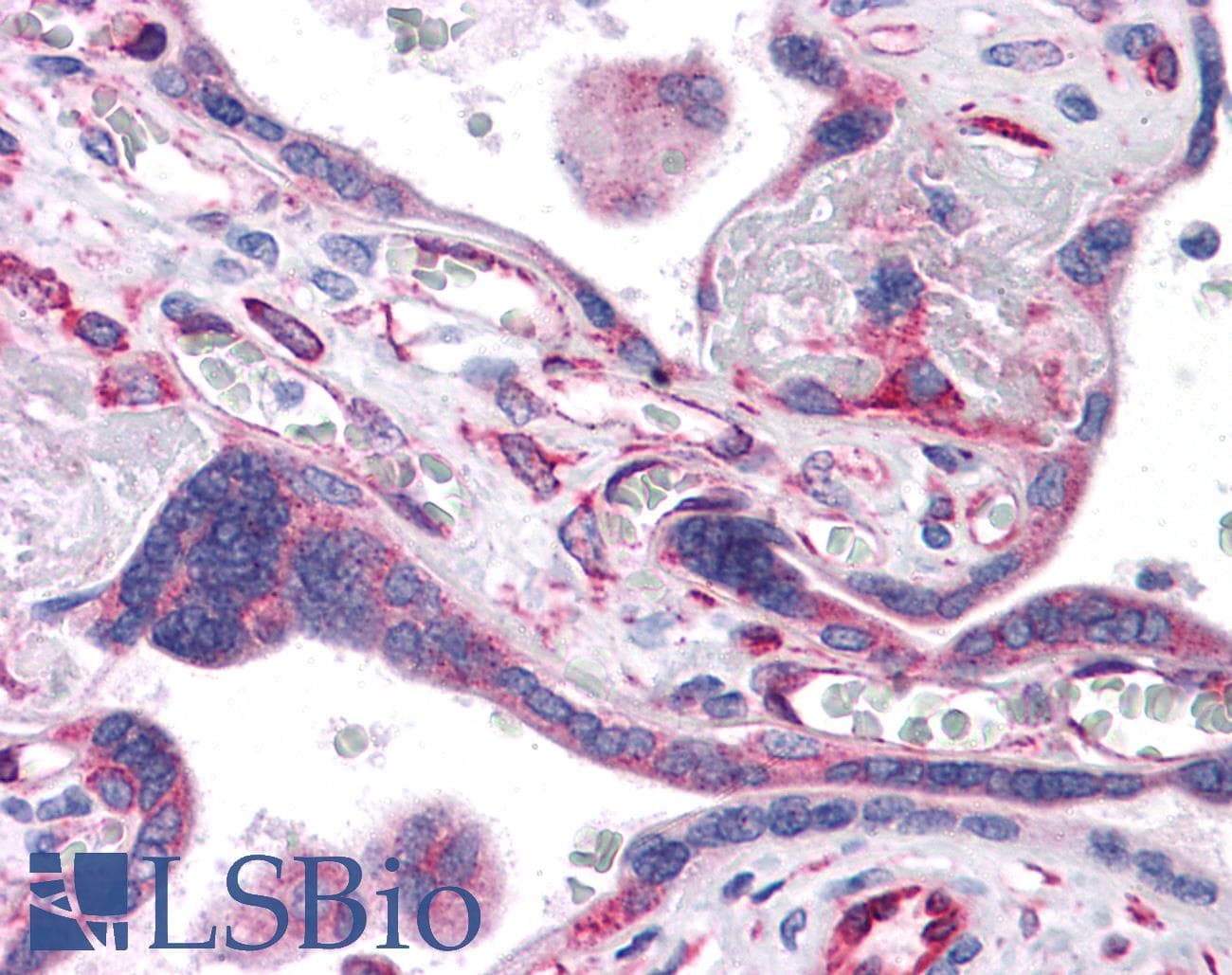 IHC-plus™ ANAPC5 / APC5 Antibody