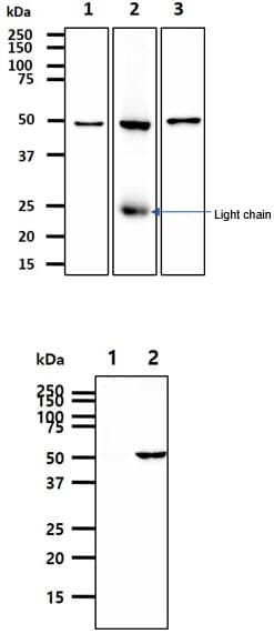 Monoclonal Mouse anti-Human ALDH2 Antibody (clone AT2C10, WB)