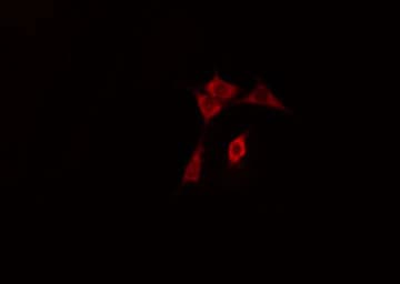 ARHGEF3 / XPLN Antibody