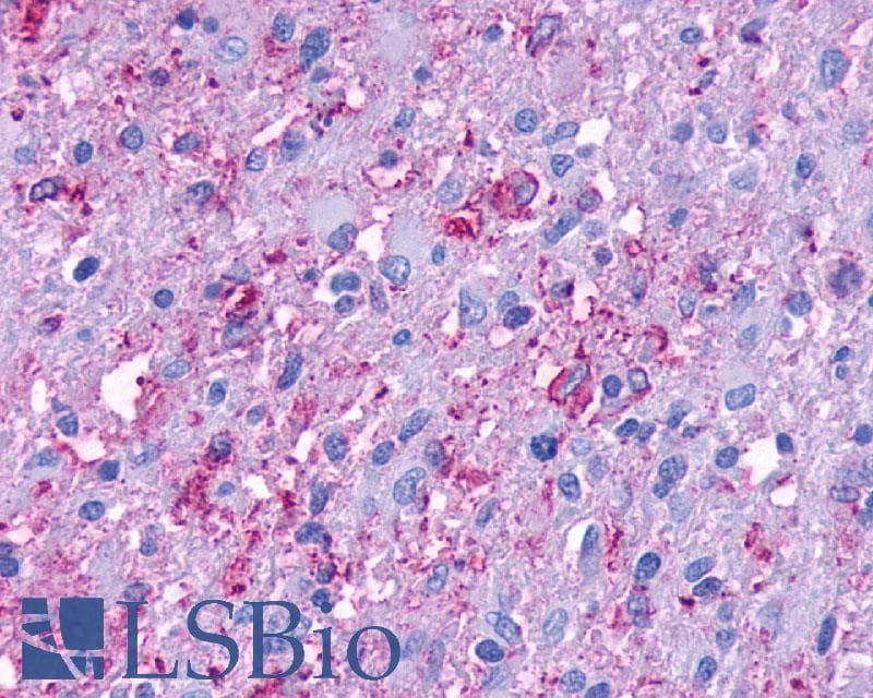 PathPlus™ PAEL Receptor / GPR37 Antibody (N-Terminus)