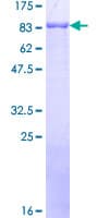 Human RFX4 Protein (Recombinant GST)