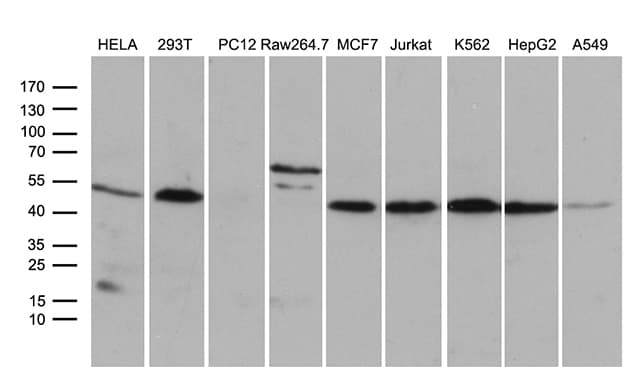 STX18 / Syntaxin 18 Antibody (aa1-285, clone OTI2B5)