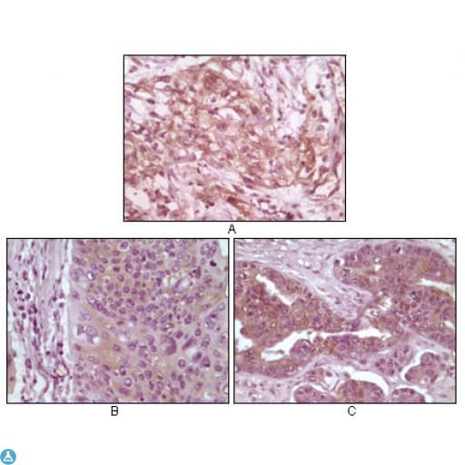 EIF4EBP1 / 4EBP1 Antibody