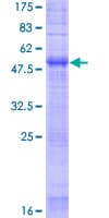 Human OR2F2 Protein (Recombinant GST)