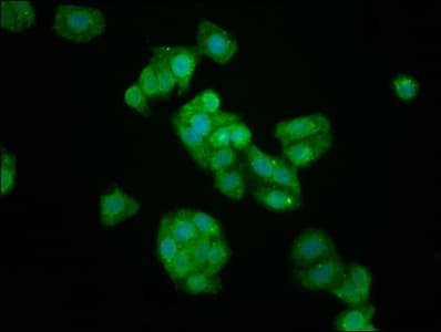 Polyclonal Rabbit anti-Human KIFAP3 / KAP3 Antibody (IF)