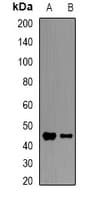 HFE Antibody