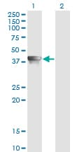 AHSA1 / AHA1 Antibody (clone 4F3-B6)