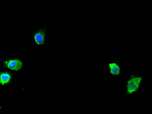 SEC23A / COP II Antibody