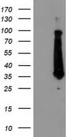 HCA557B / METTL21A Antibody (clone OTI2G7)