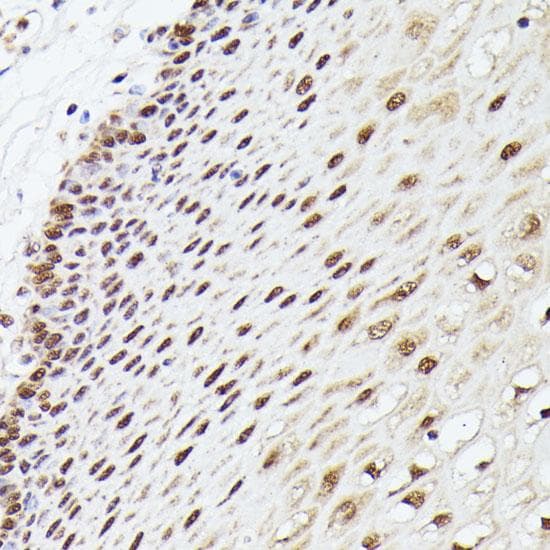 MLF2 Antibody