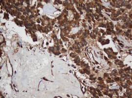 SCFD1 / SLY1 Antibody (clone OTI4D2)