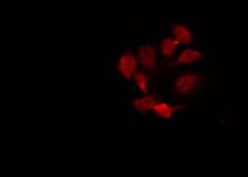 CDH22 / Cadherin 22 Antibody