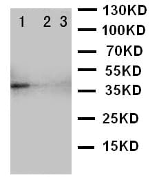 TRAM2 Antibody (aa309-325)