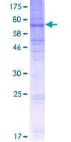 Human SLC43A3 Protein (Recombinant GST)