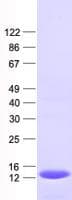 Human C4orf36 Protein (Recombinant His, N-Terminal)