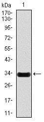 NOS2 / iNOS Antibody (clone 4E5)
