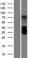 C1orf106 Protein (Over-Expression Lysate Myc-DDK (Flag))