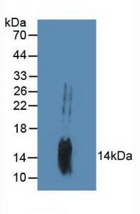 MYD118 / GADD45B Antibody (aa1-160)