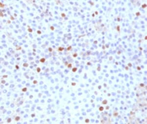 TOP2A / Topoisomerase II Alpha Antibody (clone TPM2A-1, Azide-free, BSA-free)