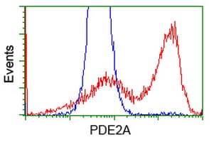 PDE2A Antibody (clone OTI4H8)