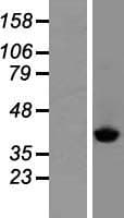 SCLY Protein (Over-Expression Lysate Myc-DDK (Flag))