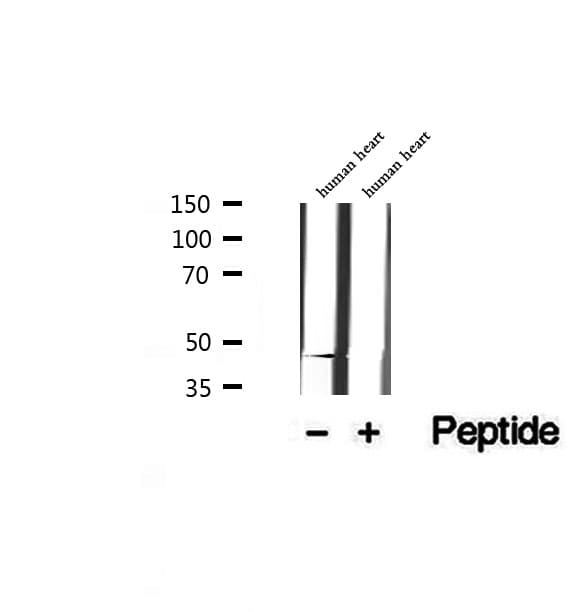 EGFL7 Antibody
