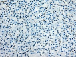 KDM4C / JMJD2C Antibody (clone OTI4B1)