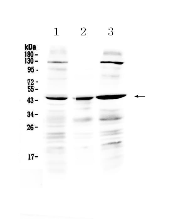PREB Antibody