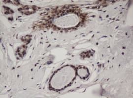 JUN / c-Jun Antibody (clone OTI2D11)