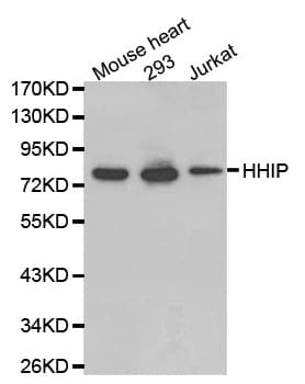 HHIP / HIP Antibody