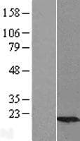 UBE2G2 Protein (Over-Expression Lysate Myc-DDK (Flag))