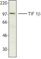 TRIM28 / KAP1 Antibody (clone 20A1)