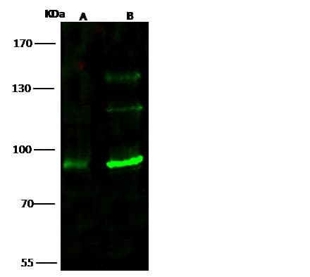 Polyclonal Rabbit anti-Human TLK1 Antibody (Preservative Free, IF, WB)