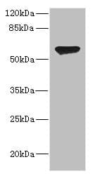 CHRNA2 Antibody